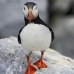 puffin_atlantic_msi_v_0204_can0017.jpg